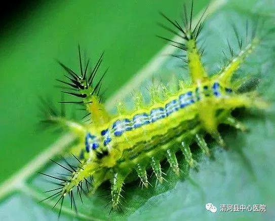 小时候被洋辣子扎过,小时候被洋辣子蛰