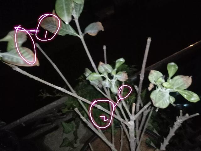 盆栽栀子花叶子干枯怎么办,栀子花放在阳台叶子发蔫怎么补救