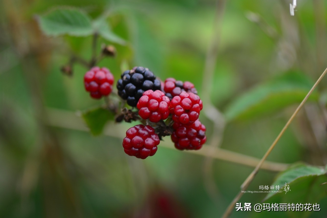 树莓在庭院怎么种植,树莓可在院子里种吗