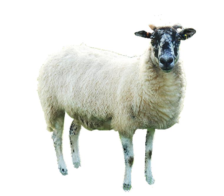 木屋烧烤夏季也有烤全羊吗,木屋烧烤的烤全羊