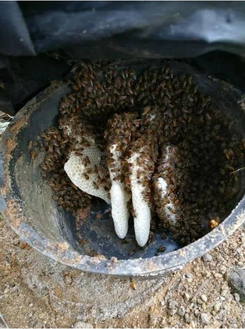 蜜蜂养蜂基础知识,蜜蜂从零开始养蜂