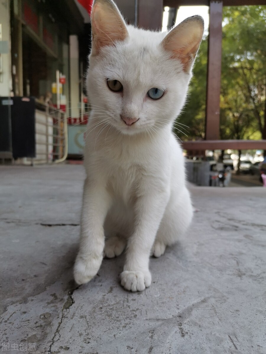 甯歌鐨勪竷绉嶄腑鍗庣敯鍥尗闆呯О,涓崕鐢板洯鐚彜浠ｇ殑闆呯О鏈夊濂藉惉