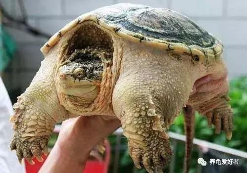 怎么判断龟是水肿还是胖,如何区分龟浮肿和胖