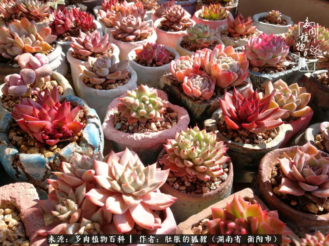 多肉用大盆养好还是用小盆养,多肉用石子养好还是用土养好