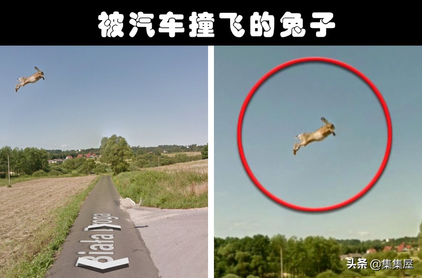 从谷歌地图上拍到的奇怪生物,在谷歌地图上发现的巨大怪异生物