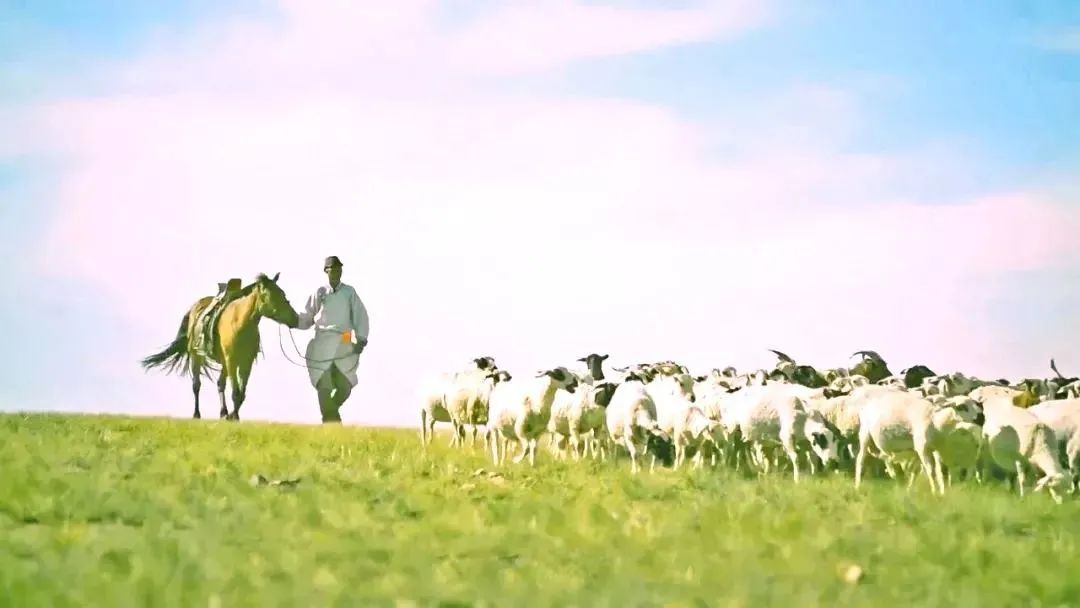 内蒙古锡林郭勒吃羊肉,内蒙古锡林郭勒羊肉整只