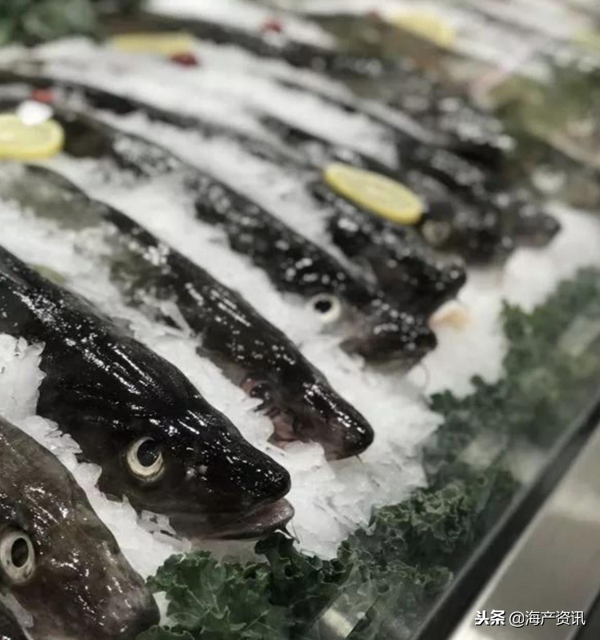 挪威冰冻北极鳕鱼清蒸视频,冰鲜挪威大西洋鲑鱼三文鱼