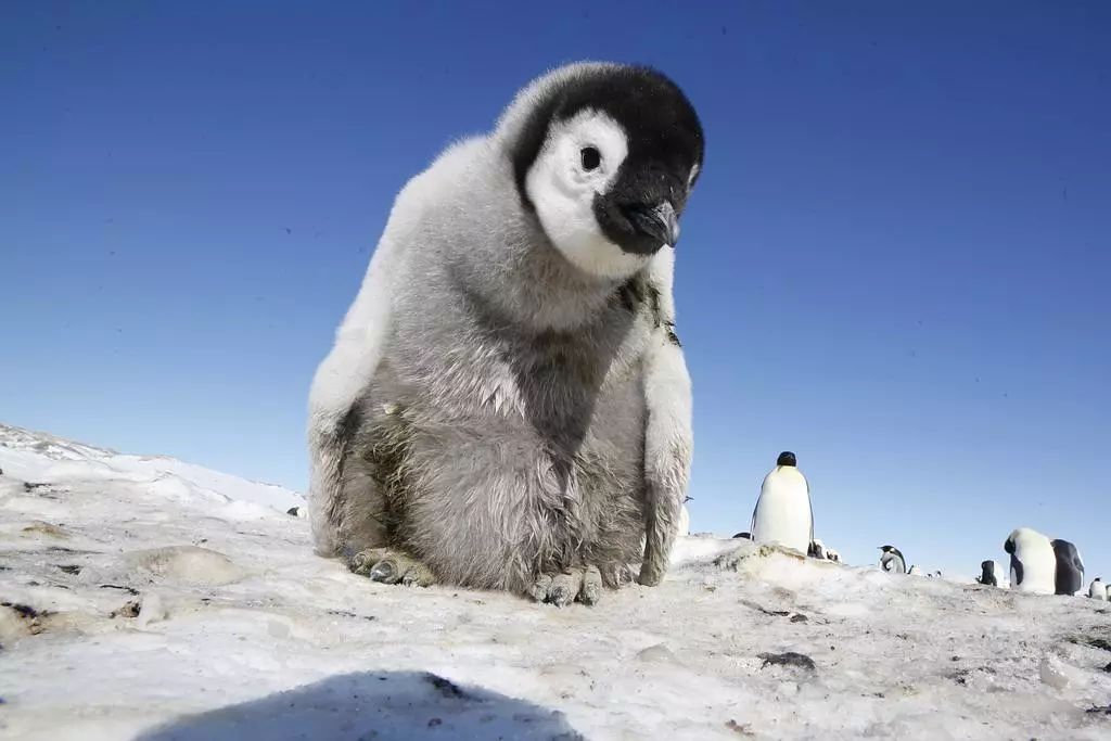 记录中国各种珍稀动物的纪录片,20分钟大自然动物世界纪录片