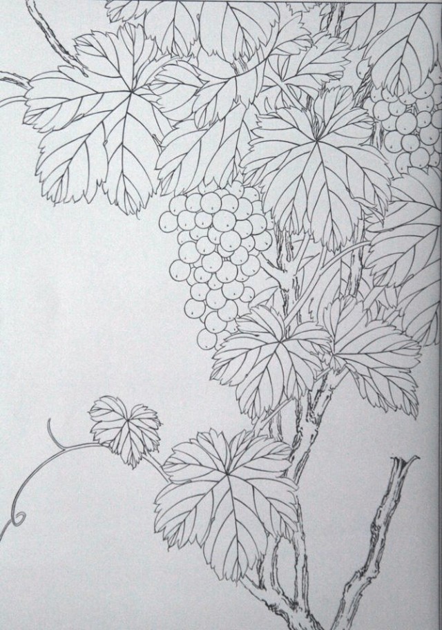 工笔勾线葡萄的画法,工笔画葡萄的上色画法步骤
