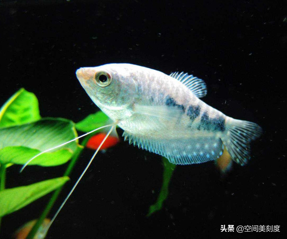 易养的热带观赏鱼有哪些,好养耐活的热带观赏鱼都有哪些