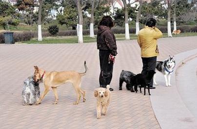 为什么有人反对养宠物,为什么现在越来越多人选择养狗