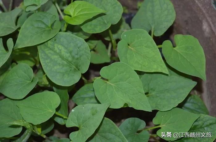 客家人说的狗舌藤什么功效,客家话狗贴耳