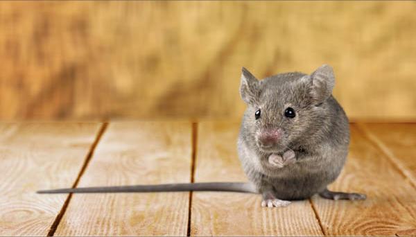 特斯拉线圈放电,特斯拉线圈