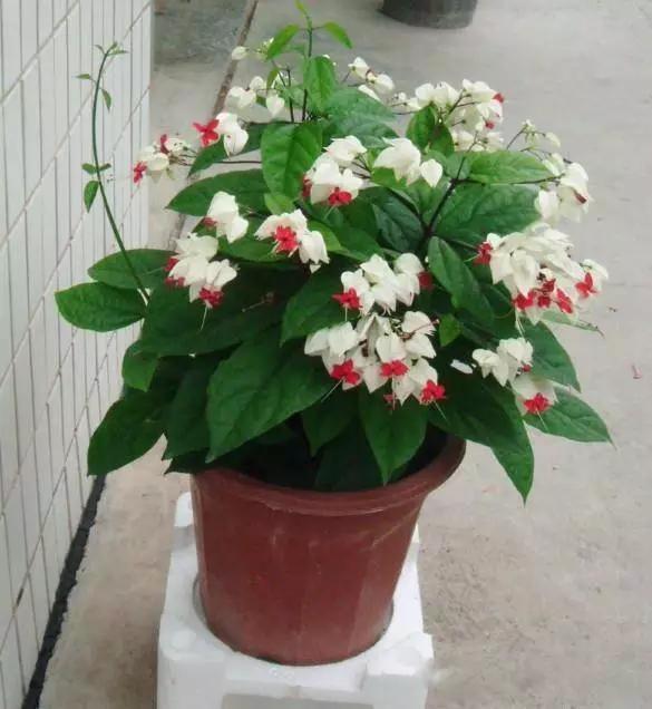 送给喜欢种花的人什么礼物,想养花却把花养死