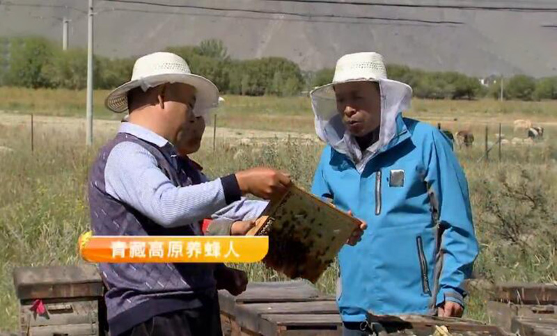 创业靠养蜂致富,90后养蜂创业小伙子