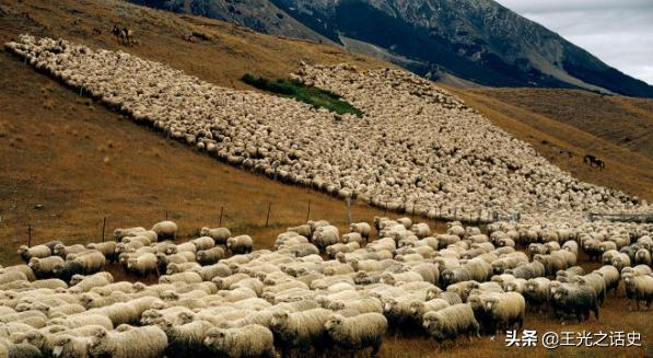 新西兰靠什么变成发达国家,新西兰是如何成为发达国家