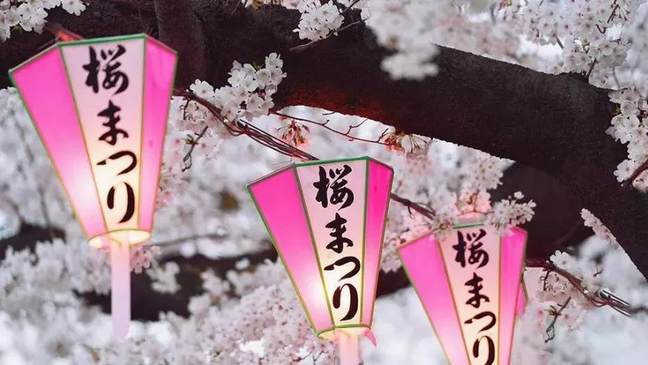 日本樱花又快开了吗 (日本樱花预计什么时候开)