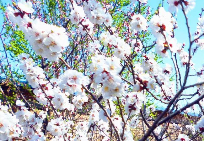 宋祁写的诗是什么,宋祁春景注释