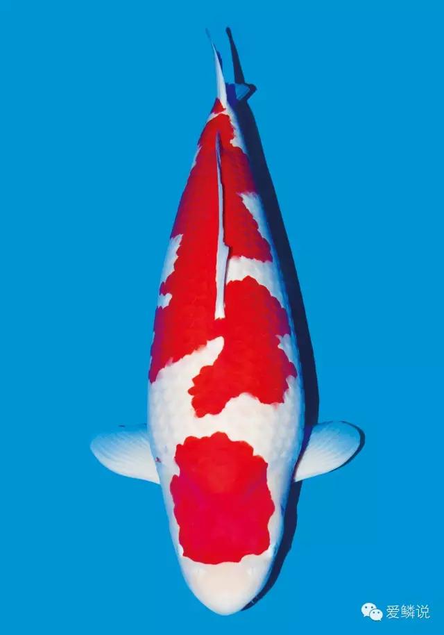 锦鲤受伤放什么药好使一点,锦鲤生病了能不能放两种以上的药