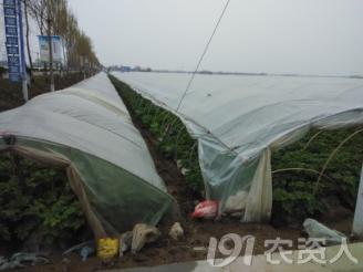 马铃薯免耕栽培技术视频,马铃薯高产栽培技术的参考文献