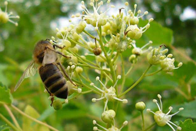 北大荒蜂蜜为啥有保质期,北大荒蜂蜜椴树雪蜜是假的吗