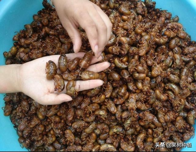 养蝉一年收入500万,养蝉挣钱吗