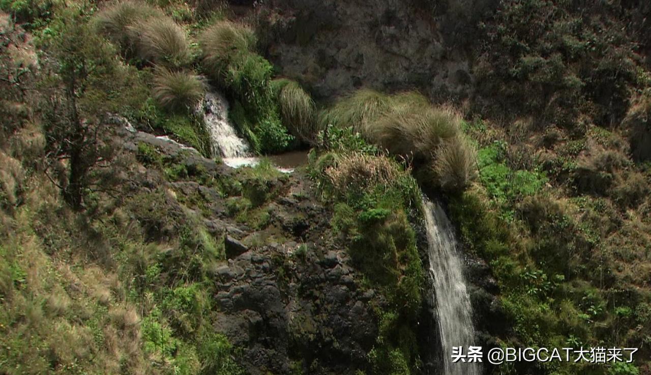 精子异常，雄狮不得不和母亲女儿交配，这个狮群深陷*亲近**繁殖困境