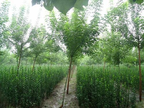 哪种黄杨木盆景最好最有价值,十大名贵黄杨树盆景