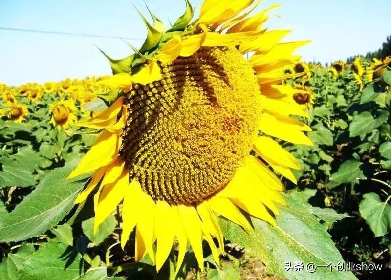 辞掉铁饭碗去经商，靠卖小小的瓜子却年赚10亿！还把公司做上市！