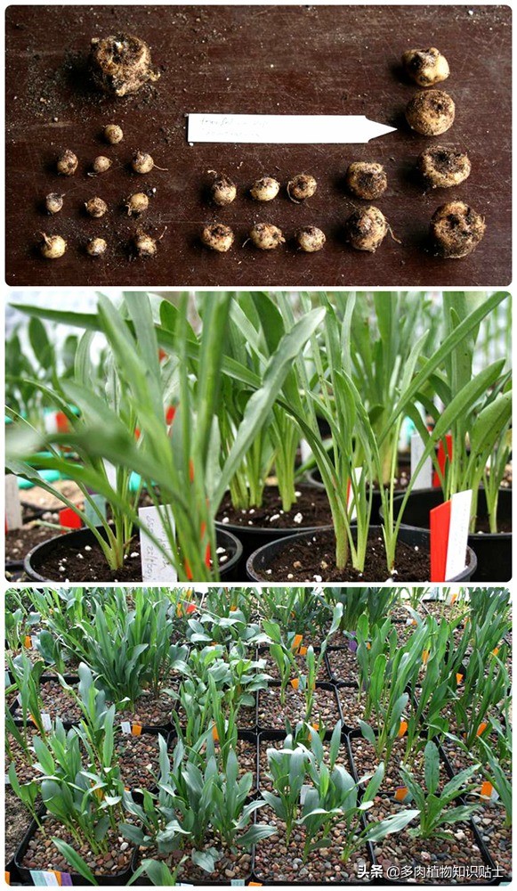 香气迷人的植物,有独特香气的植物