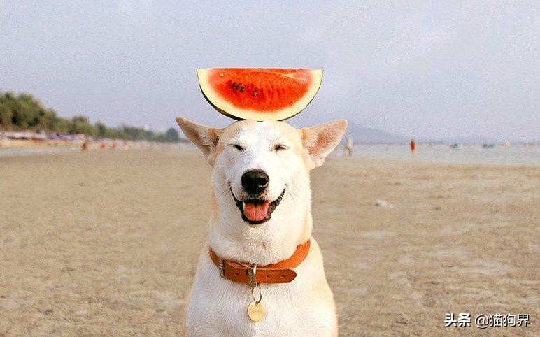 鐙楃嫍鏄ュ鐨偆鐥呭ぇ浣滄垬,鐙楃嫍鐨偆鐥呭ぇ浣滄垬