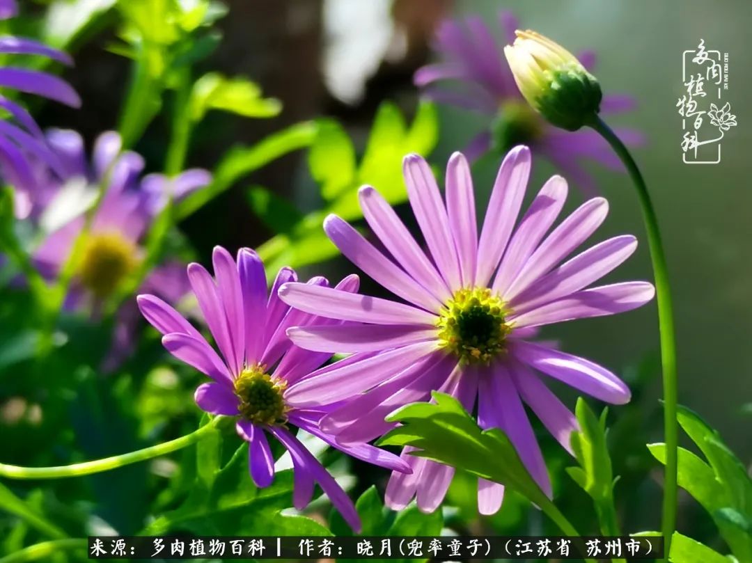 六年时间环游22个国家,却被多肉小萌物征服