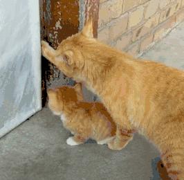 橘猫的7大优点养过的人都说好,自从养了猫才知道什么是爱