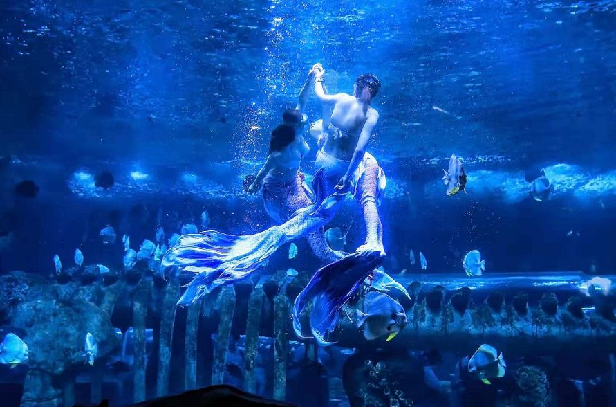 大白鲨vs虎鲨谁才是海洋霸主,大白鲨真的是海中霸主吗动画