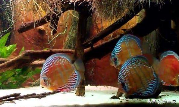 鱼缸加温棒怎么降温,热带鱼鱼缸降温的方法