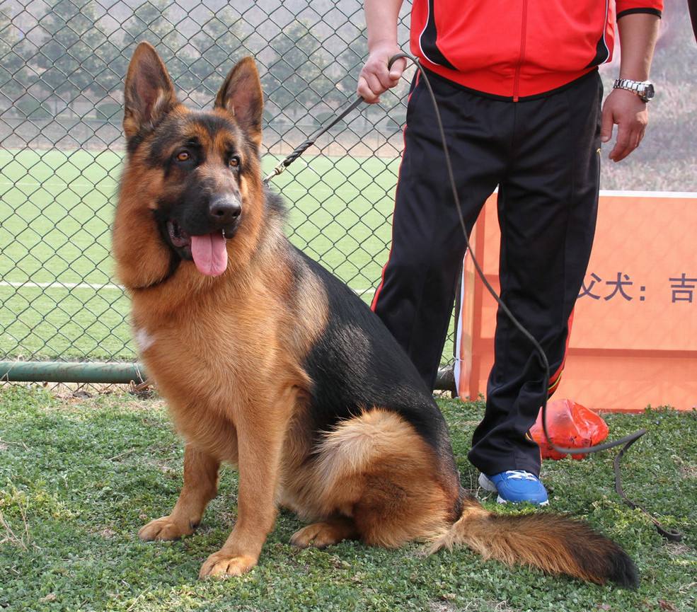 这几种狗越养越想扔掉要谨慎饲养,十种不建议养的宠物狗