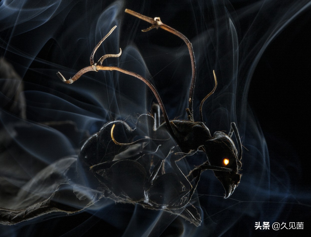 寄生虫灭绝了对生态有影响吗,寄生虫离开人体多久会死亡