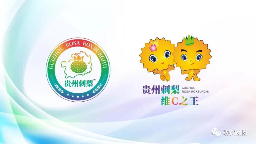 助农团团丨刺梨产业巡礼⑫:“水果中的大熊猫”,它会让你爱不释手