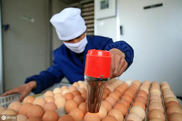 野鸡蛋人工孵化视频,人工孵化鸡蛋全过程视频