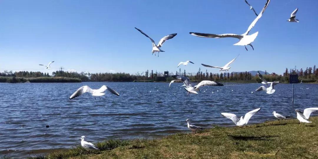 好消息昆明高新区,好消息昆明7个公园免费开放