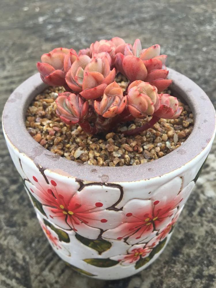 五颜六色的透明多肉,颜色超好看的多肉