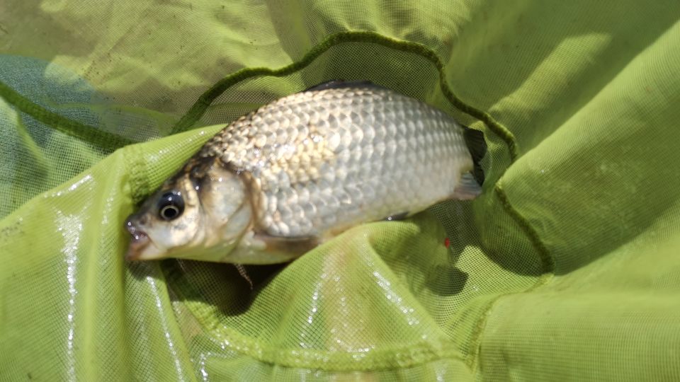 昆明周边钓青鱼的水库,昆明附近不收费的野钓塘