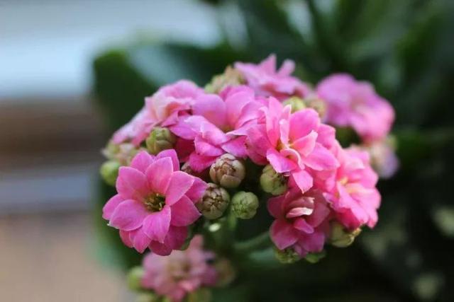 长寿花叶子一碰就掉是怎么回事,长寿花叶子一碰就掉怎么办