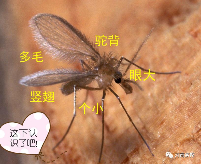 黑热病防控指南,河南黑热病的主要流行区