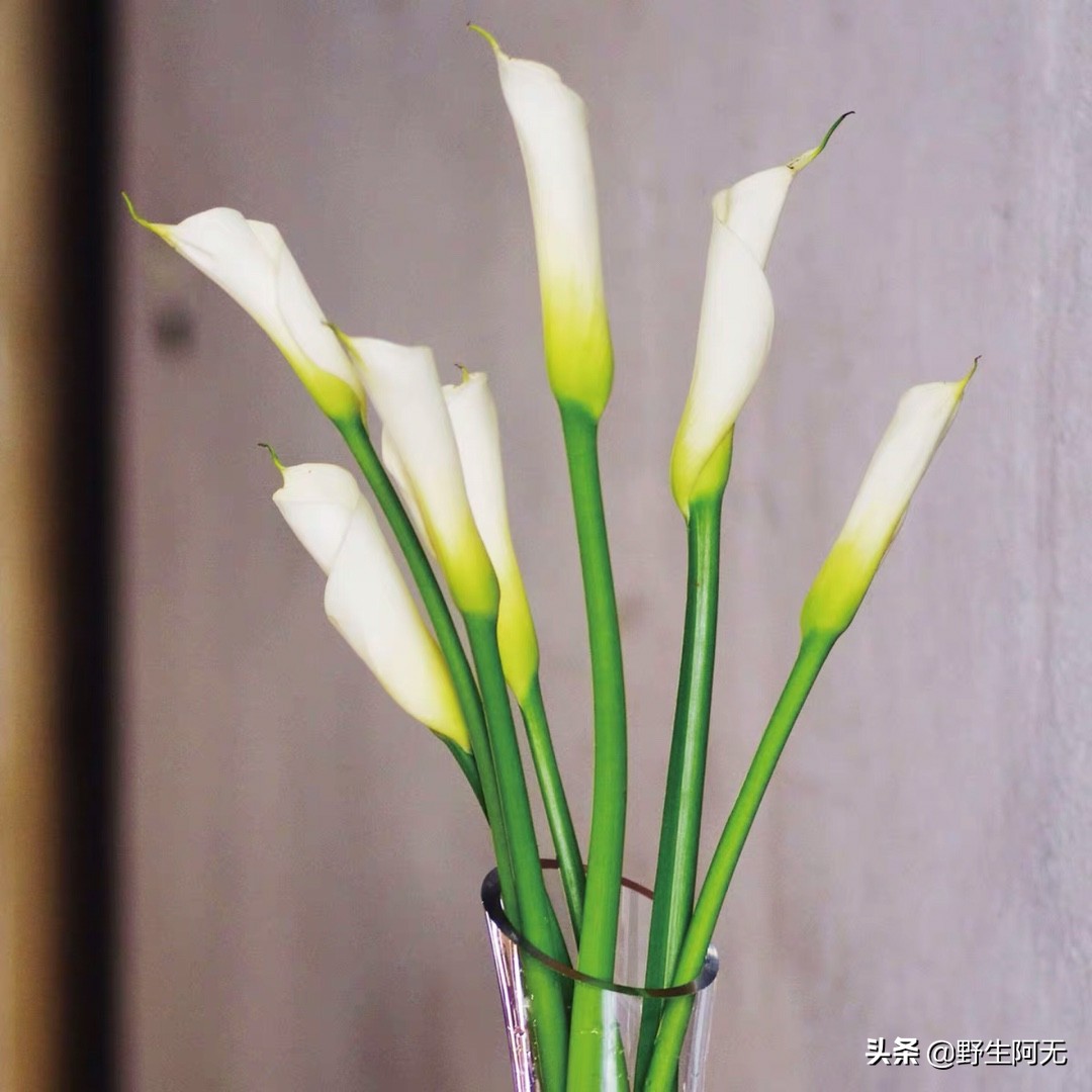 马蹄莲鲜切花焦了的养护方法,彩色马蹄莲刚刚露芽夏天怎么养护