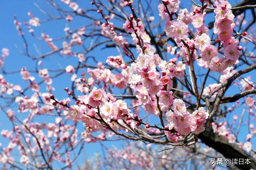 日本茨城连续7年被评魅力最低，可看了真实的她之后，我被美哭了