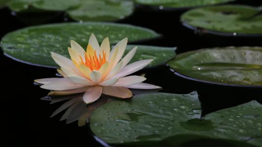 睡莲怎么养才能开花开得又大又好,睡莲在淤泥里也能开出美丽的花