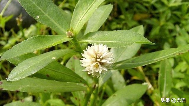 茎像“空心菜”花像“莲花”，农村到处可见，却很少人知其用途