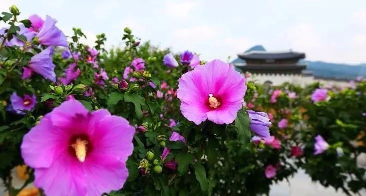 木槿花颜色有哪些,木槿花有哪些颜色