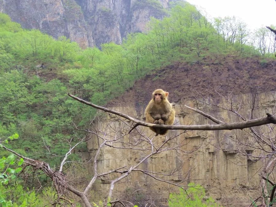 河南大美云台山特产,河南焦作大美云台